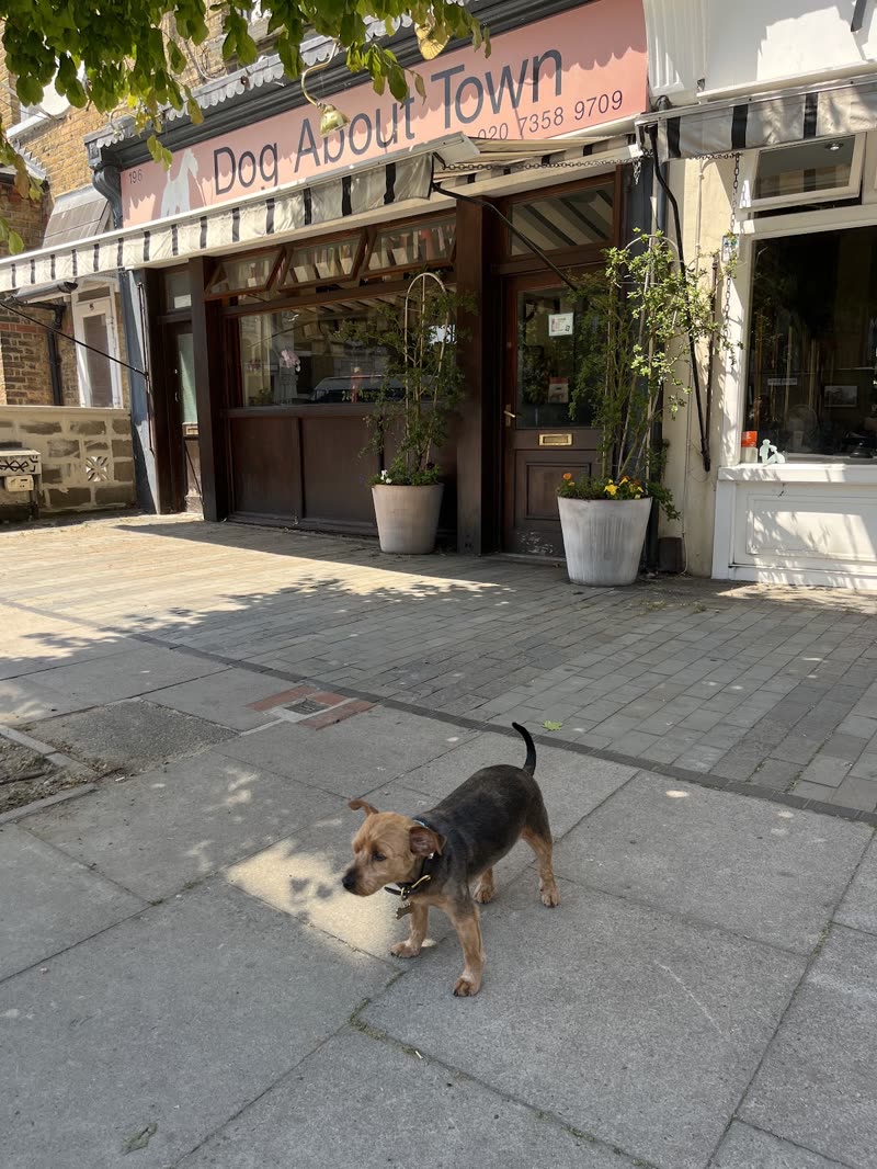 The Dog About Town shopfront on Bellenden Road with its awning, a small tan dog passing on the pavement