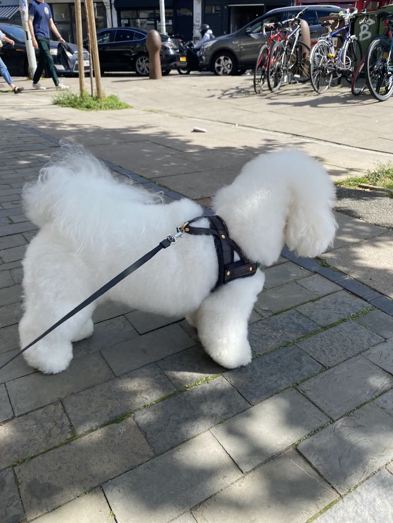 A white Bichon Frise in profile on the pavement showing the full trimmed body