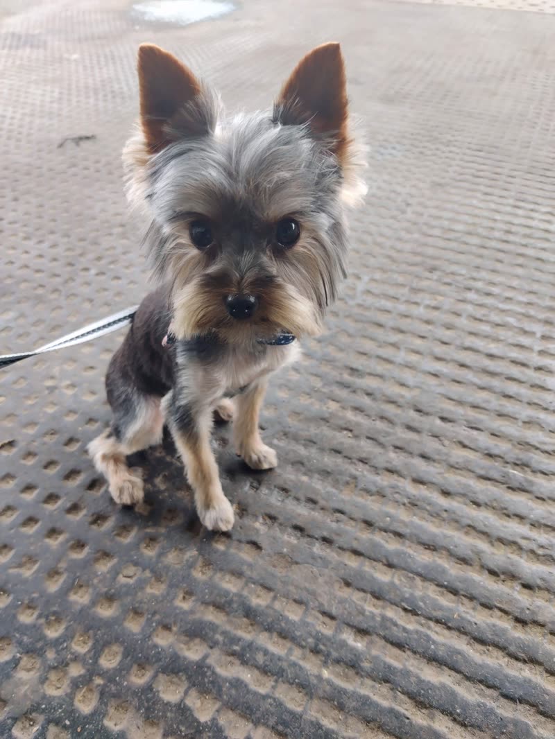 A groomed Yorkshire Terrier sitting on a studded floor mat in the salon