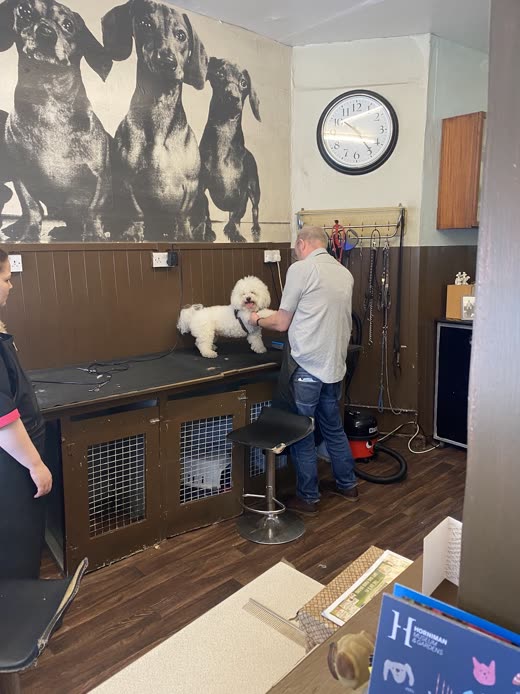 A groomer working on a white Bichon Frise on the grooming table inside the salon
