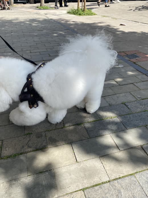 Close view of a freshly clipped white Bichon coat and harness