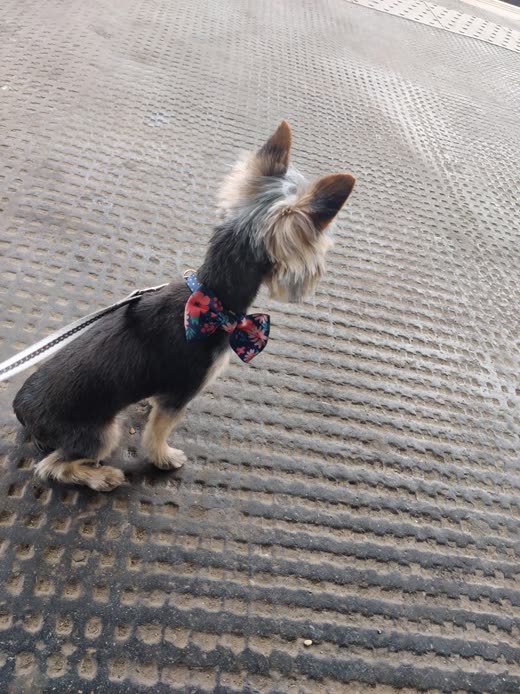 A groomed Yorkshire Terrier side-on wearing a floral bow tie