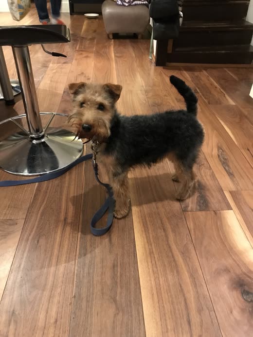 A black-and-tan terrier standing on the salon floor after hand-stripping