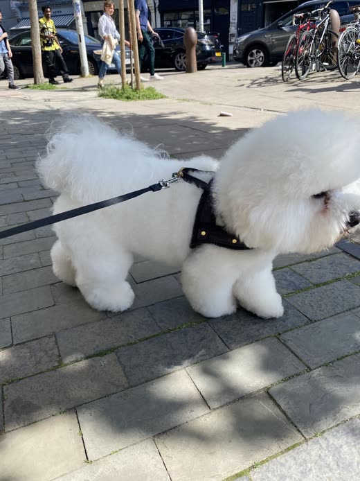 A freshly groomed white Bichon Frise standing outside in a harness and lead